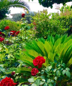 Blumen Garten Sonne Egio Selianitika Peloponnes Griechenland