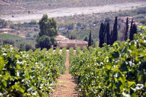 Wein, Weinlese, Griechenland, Oinoxeneia