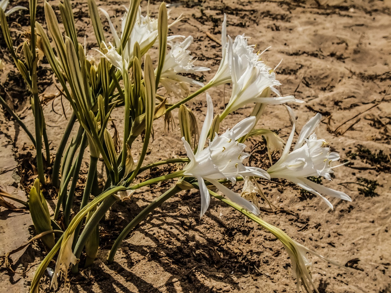Sand Lily (See Narzisse) Foto von Dimitris Vetsikas.